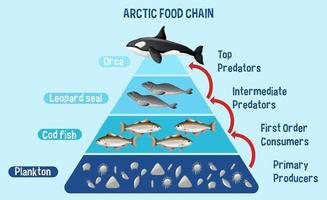 Diagrama que muestra la cadena alimentaria ártica para la educación. vector