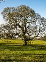 Beautiful oak tree in a park in winter photo