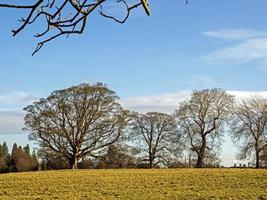 árboles de invierno en un parque con un cielo azul foto