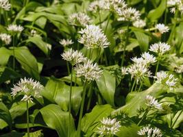 Pretty white flowers and green leaves of wild garlic photo