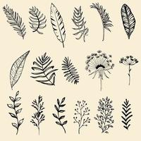 Set of hand drawn leaves vector illustration, flower line art isolated graphic elements for your design.