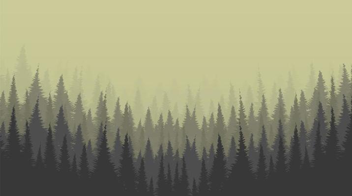 Foggy Pine Forest background