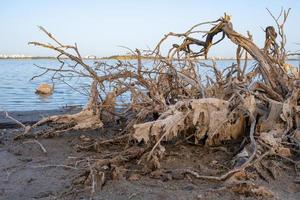 Rama de árbol muerto roto en la orilla del lago salado de Larnaca en Chipre foto