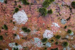 Close-up capture of moss on ancient pottery- suitable as background or wallpaper photo