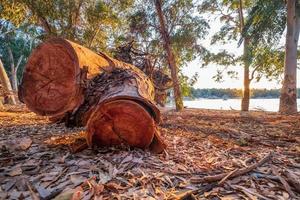 Cut tree bark at Athalassa Lake, cyprus bathed in warm afternoon light photo