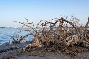 Broken dead tree branch on the shore of Larnaca salt-lake in Cyprus photo