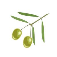 Branch with green olives vector
