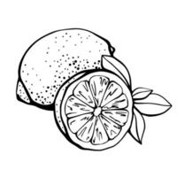 Lemon isolated on a white background. Lemon and lemon slice. Strengthening the immune system and health. Hand drawn illustration in Doodle style vector