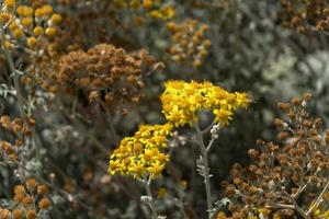 Yellow daisy flowers photo