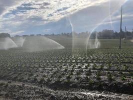 Sprinkler irrigation on plowed field photo