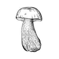 hongo boletus aislado en un fondo blanco. un hongo esponjoso comestible con tallo y tapa. deliciosas setas del bosque otoñal. comida vegana. dibujado a mano ilustración vectorial vector