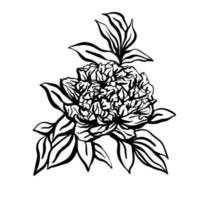 Peonies hand drawn illustration in graphic style. .Design for greeting cards, invitations, printing, textiles vector