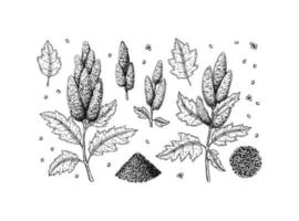 Set of hand drawn quinoa design elements isolated on white background. Vector illustration in sketch style