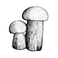 hongo boletus aislado en un fondo blanco. un hongo esponjoso comestible con tallo y tapa. deliciosas setas del bosque otoñal. comida vegana. dibujado a mano ilustración vectorial vector