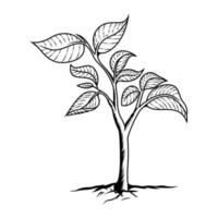 Plant Engraving Vector Illustration on Isolated White Background