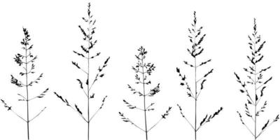 Set of simple twigs, wild grass. Sketch, black lines on white. For modern decor. vector