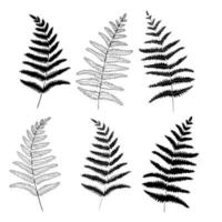 Graphic collection of fern branches set. Coloring book page design, elements for home decor and textile. vector