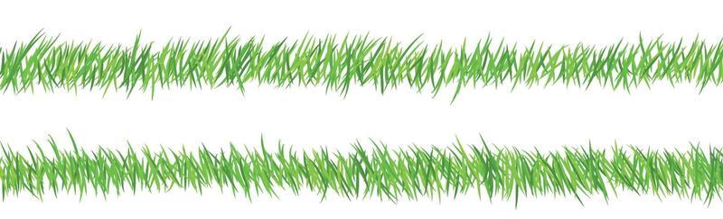 Green juicy grass on a white background