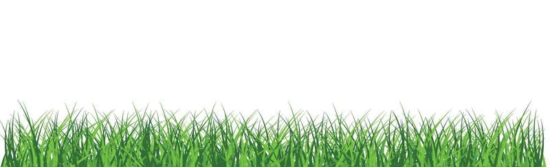 Green juicy grass on a white background