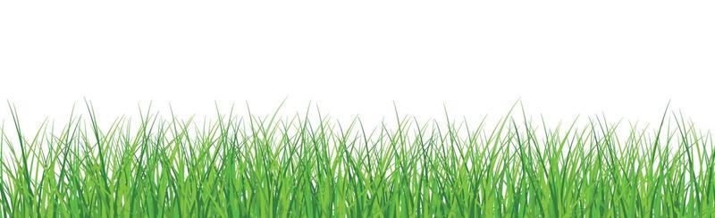 Green juicy grass on a white background