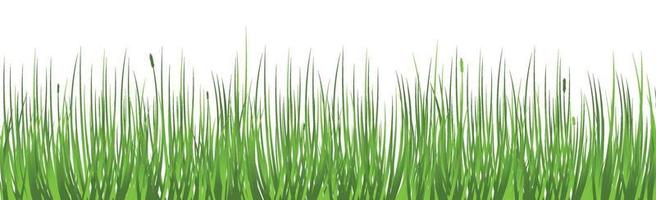 Hierba verde jugosa sobre un fondo blanco. vector
