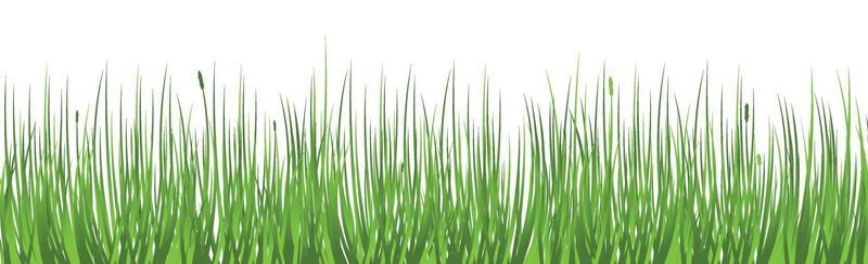 Green juicy grass on a white background