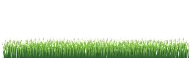 Green juicy grass on a white background vector