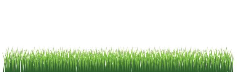 Green juicy grass on a white background