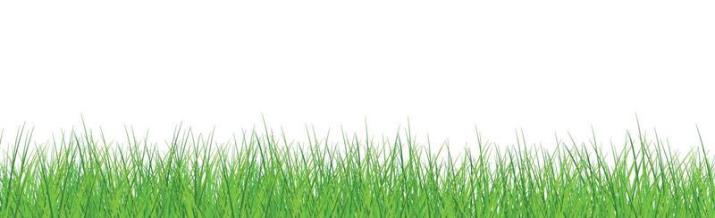 Green juicy grass on a white background