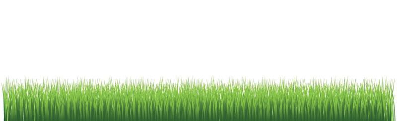 Green juicy grass on a white background