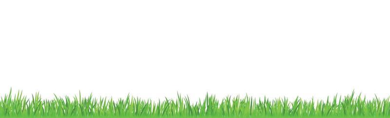 Green juicy grass on a white background