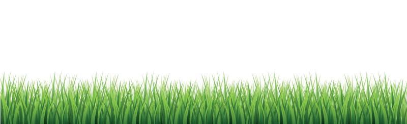 Green juicy grass on a white background