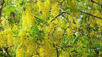 Brillant cassia fistula se balançant avec le vent sur une journée ensoleillée video