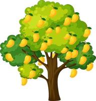 Yellow mango tree isolated on white background vector