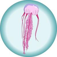 Vector composition of pink jellyfish underwater