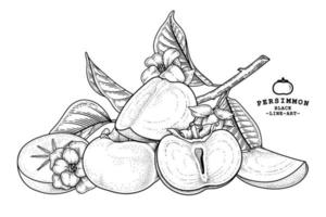 conjunto de elementos dibujados a mano de fruta de caqui fuyu ilustración botánica vector