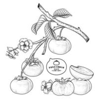 Set of fuyu persimmon fruit hand drawn elements botanical illustration vector