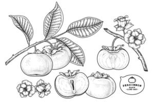 Set of fuyu persimmon fruit hand drawn elements botanical illustration vector