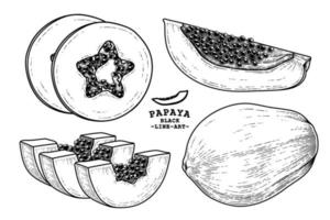 conjunto de fruta de papaya elementos dibujados a mano ilustración botánica vector