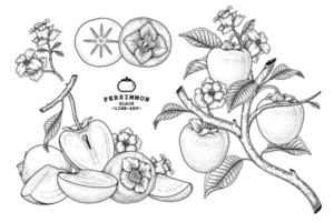 Set of hachiya persimmon fruit hand drawn elements botanical illustration vector