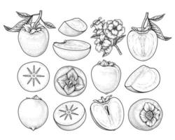 Set of hachiya persimmon fruit hand drawn elements botanical illustration vector