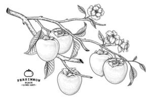 Set of hachiya persimmon fruit hand drawn elements botanical illustration vector