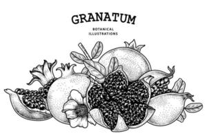 Pomegranate fruit hand drawn retro illustration vector