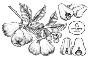 Set of Rose apple fruit hand drawn elements botanical illustration vector