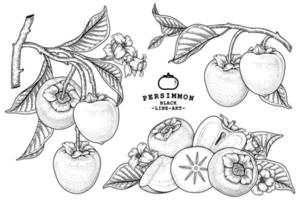 Set of hachiya persimmon fruit hand drawn elements botanical illustration vector