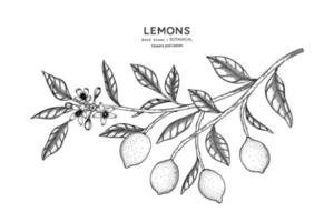 Lemons fruit hand drawn botanical illustration with line art. vector