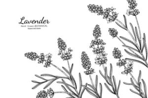 flor de lavanda y hojas dibujadas a mano ilustración botánica con arte lineal. vector