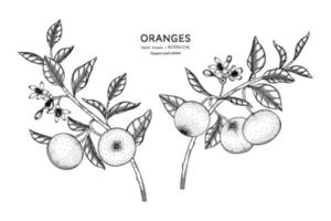 naranjas fruta dibujada a mano ilustración botánica con arte lineal. vector