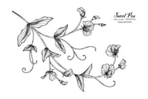 Sweet peas flower and leaf hand drawn botanical illustration with line art. vector