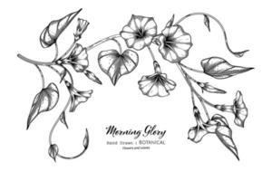 Morning glory flower and leaf hand drawn botanical illustration with line art. vector